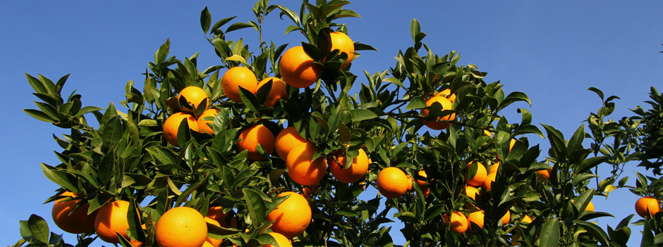 naranjas.png